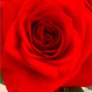 Meet your Posher, Marie